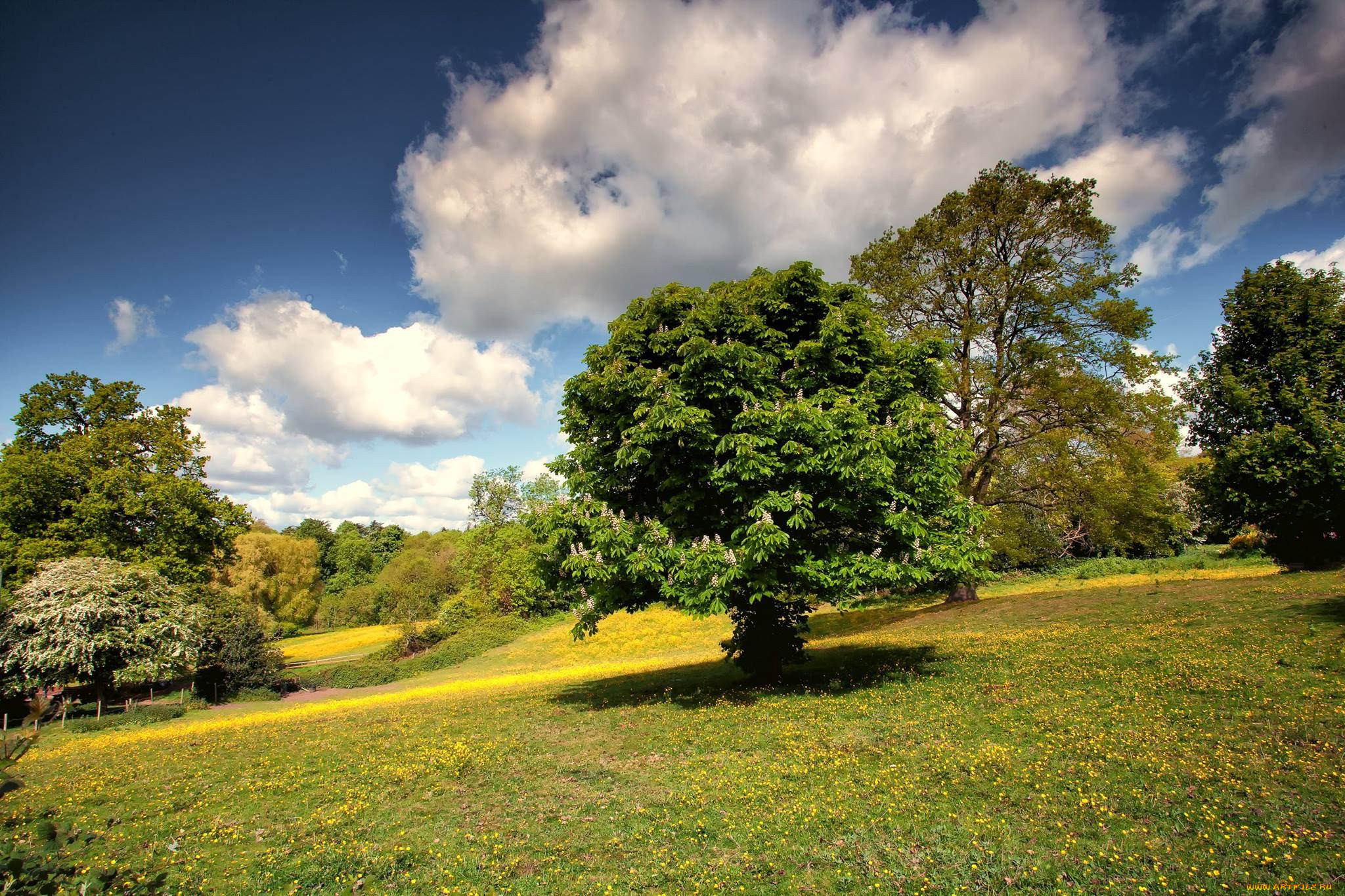 Trees на русском языке. Красота природы деревья. Очень красивая природа с деревьями. Три дерева фото. Природа деревья Leto.